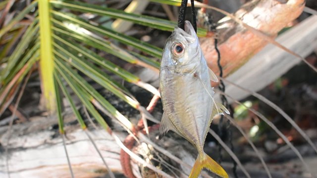 Horse eye jack fish hanging on stringer in tropical setting