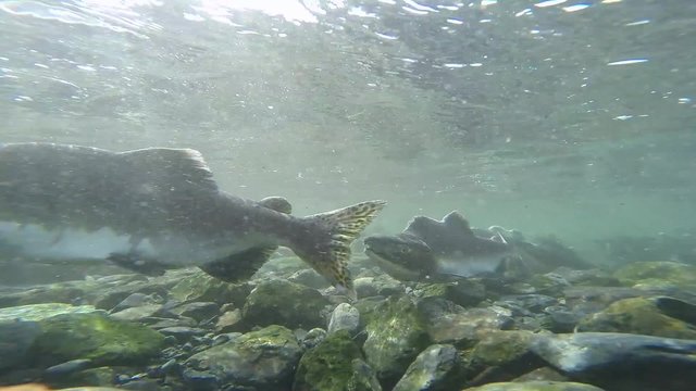 Underwater male pink salmon swimming upstream to spawn