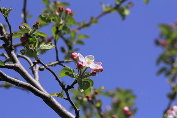Apple flower in the Japanese spring
