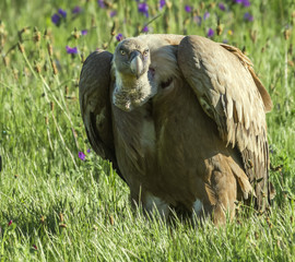 Griffon vulture