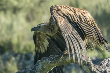 Griffin vulture