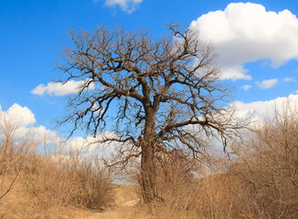  Ancient oak. Volgograd. Russia.