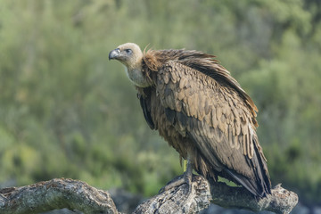 Griffon vulture