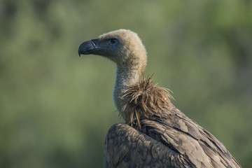 griffon vulture