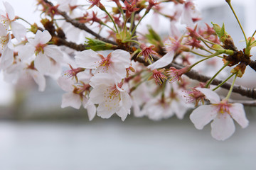 桜