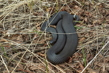 Venomous snake black forest viper .