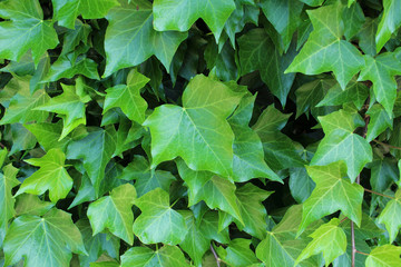 Fototapeta na wymiar Ivy that grows on the wall