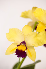 Fototapeta premium カトレアの花