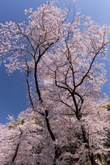 桜が満開の上野公園