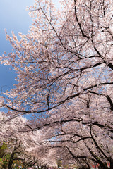桜が満開の上野公園