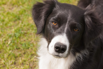 Portrait Mischlingshund