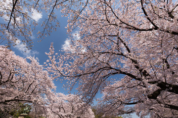 桜が満開の上野公園