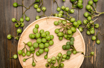 Turkey berry or Pea Eggplant