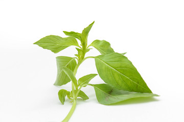 ็Hoary basil or lemon basil