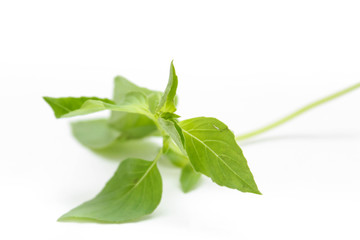 ็Hoary basil or lemon basil