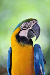 ルリコンゴウインコ
