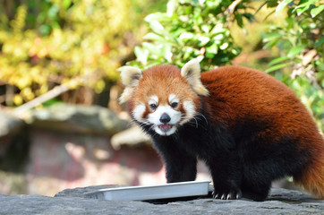 レッサーパンダ