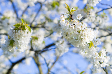 flowering cherries