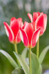 チューリップ