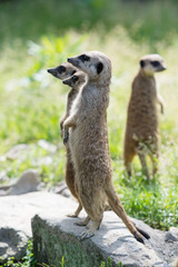 Fototapeta premium ミーアキャット