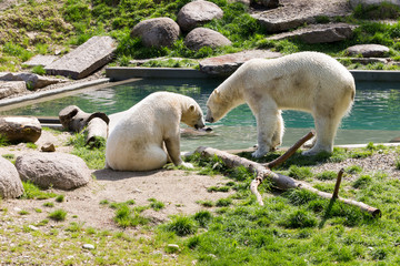 Fototapeta premium Couple d'ours blancs