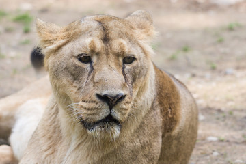 Obraz premium Lionne en gros plan