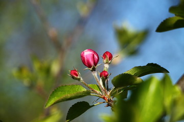 Spring blossom on apple tree