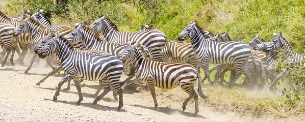 Fototapeta na wymiar Zebras running at the plains of Serengeti