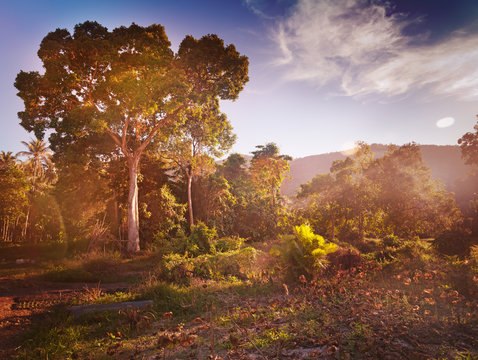 Bright forest in the canyon. Beautiful landscape