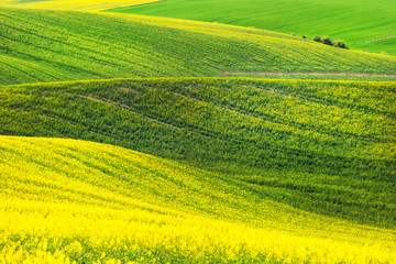 Rape waves fields