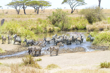 Fototapeta na wymiar Zebras drinks water in Serengeti
