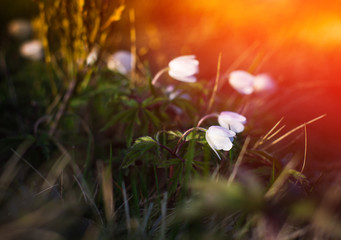 Beautiful spring flowers  in the mountains, glowing by sunlight.