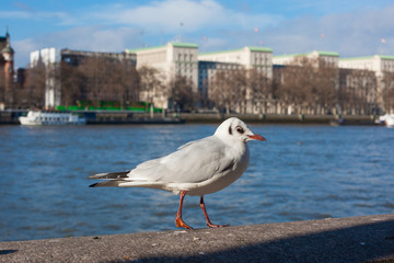Gull sitting on the embankment of river Thames