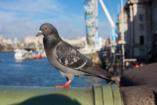 Pigeon sitting in front of the river Thames