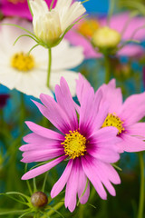 Obraz premium コスモス