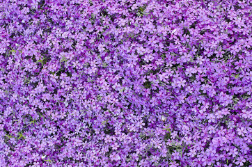 Fototapeta premium Blooming purple carnation