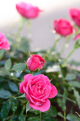 薔薇