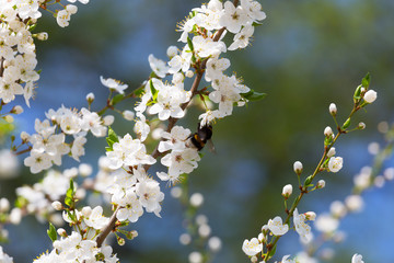 Bumblebee on a branch of the blossoming cherry