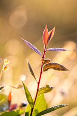 soft leaves, soft focus