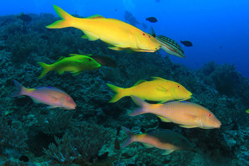 Naklejka premium Fish underwater coral reef