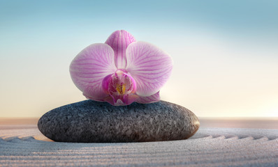 Orchidee auf Stein - Closeup