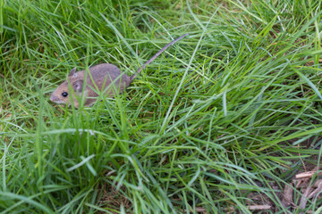 Maus auf der Wiese