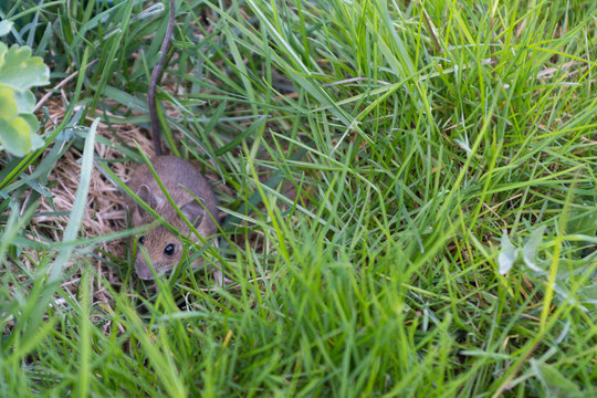 graue Maus im Gras