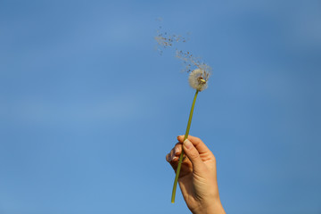 dandelion in the wind