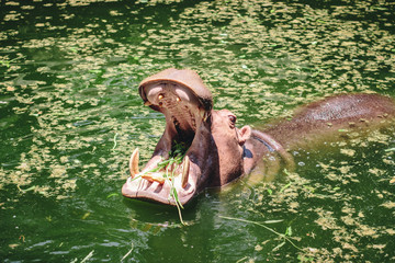 Hippopotamus showing