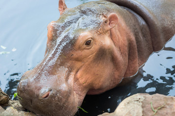 Hippopotamus this look