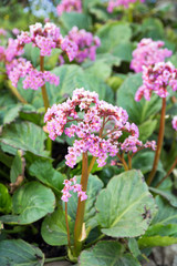 rhubarb plant / flowering rhubarb plant in a garden