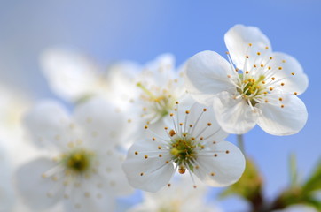 Fototapeta Piękne delikatne kwiaty kwitnącej wiśni na tle nieba obraz