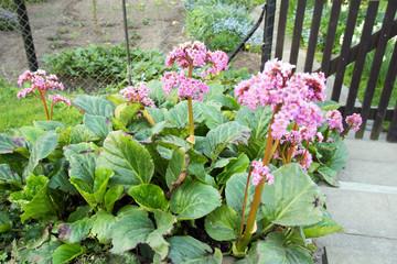 rhubarb plant / flowering rhubarb plant in a garden
