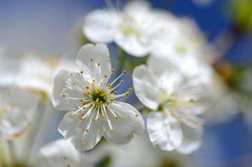 Piękne delikatne kwiaty kwitnącej wiśni na tle nieba